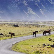 Top 5 des destinations de vacances pour les amoureux des animaux