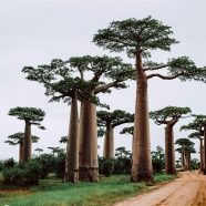 Plongez dans l’aventure en toute sécurité lors de votre voyage à Madagascar