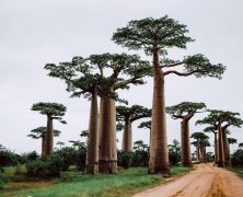 Plongez dans l’aventure en toute sécurité lors de votre voyage à Madagascar